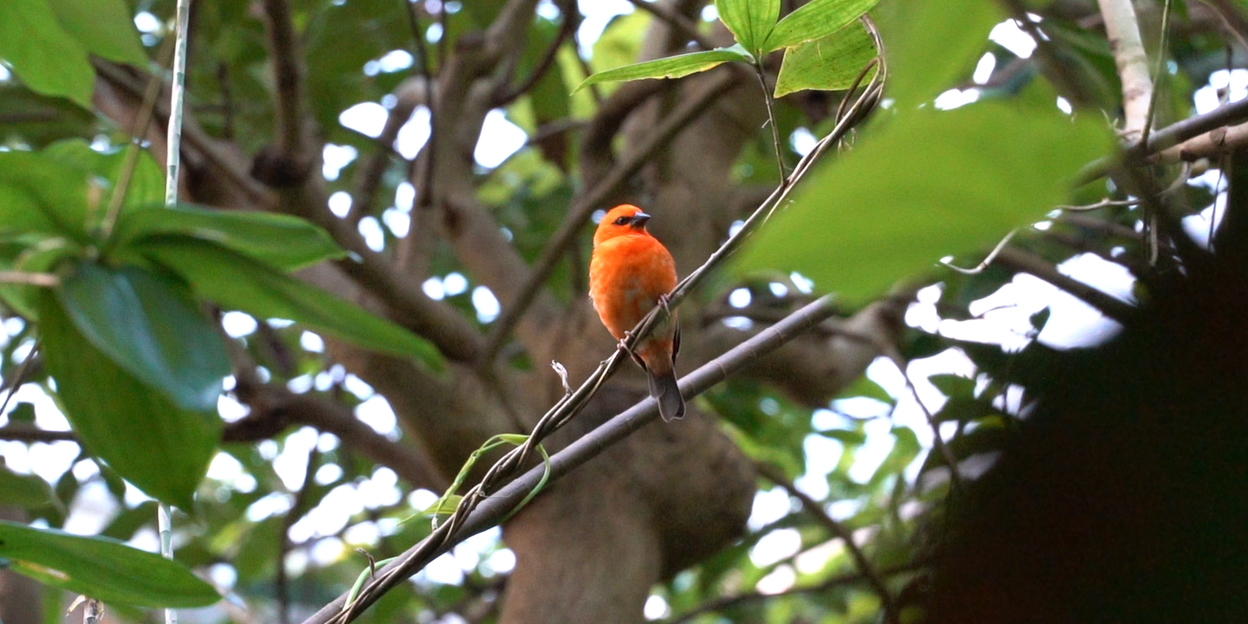 Baltsen in de Bush