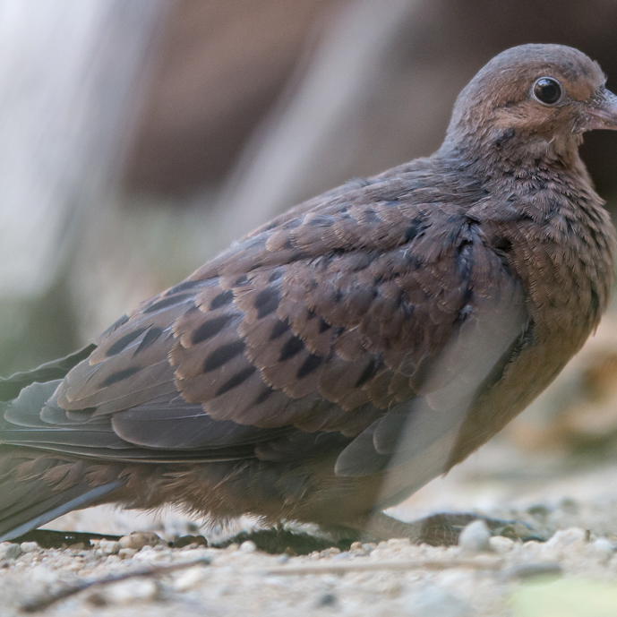 Het zeldzaamste dier van Burgers’ Zoo