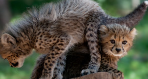 Cheeta-zesling voor de schermen | Burgers' Zoo in Arnhem
