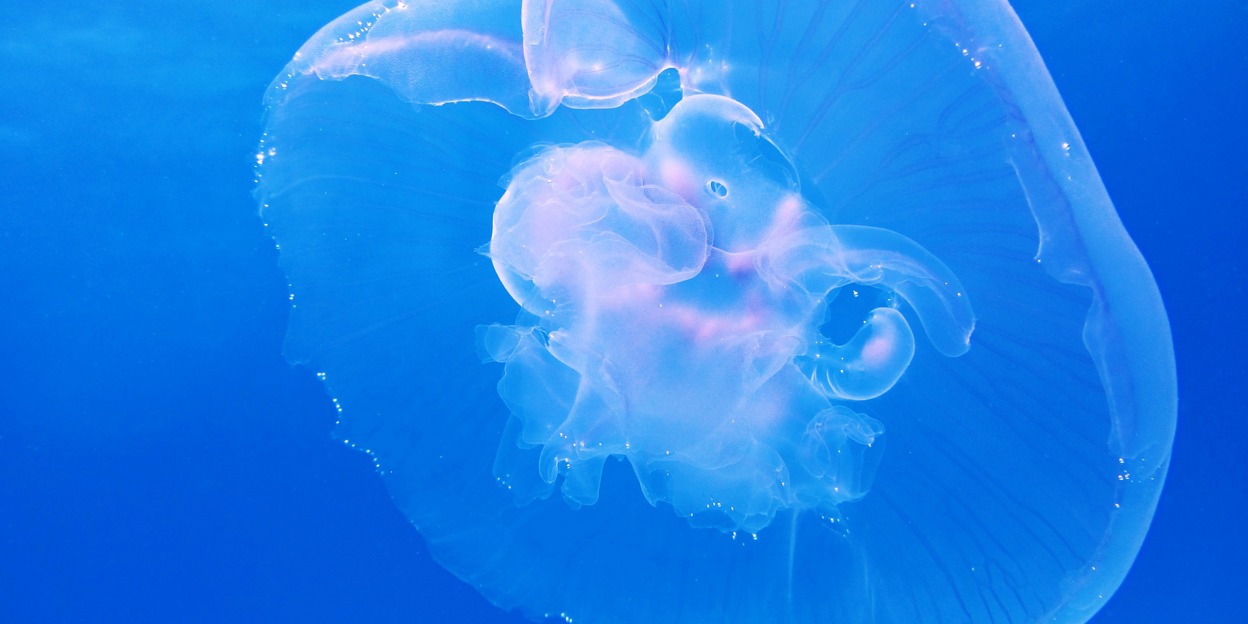 Zeeballet: over de kwallen in Burgers' Ocean