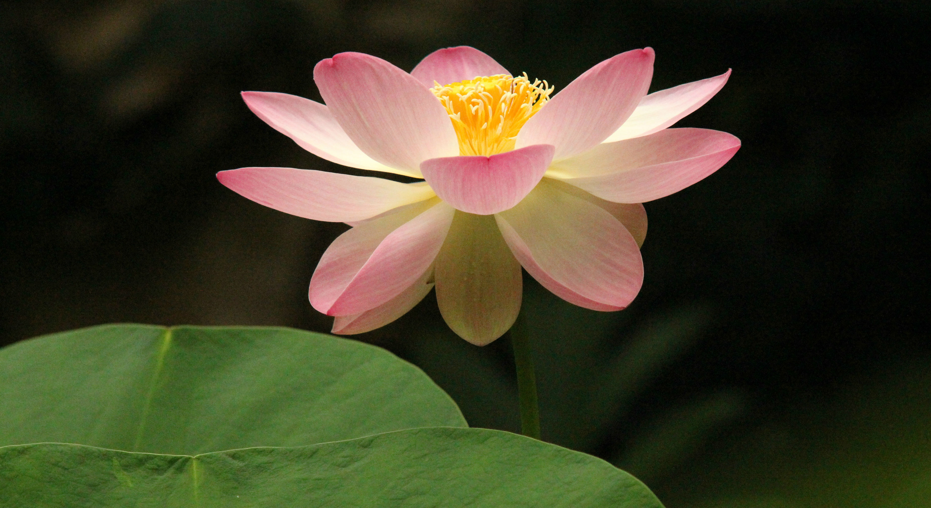 De Lotus Niet Zomaar Een Tropische Waterlelie Burgers Zoo In Arnhem