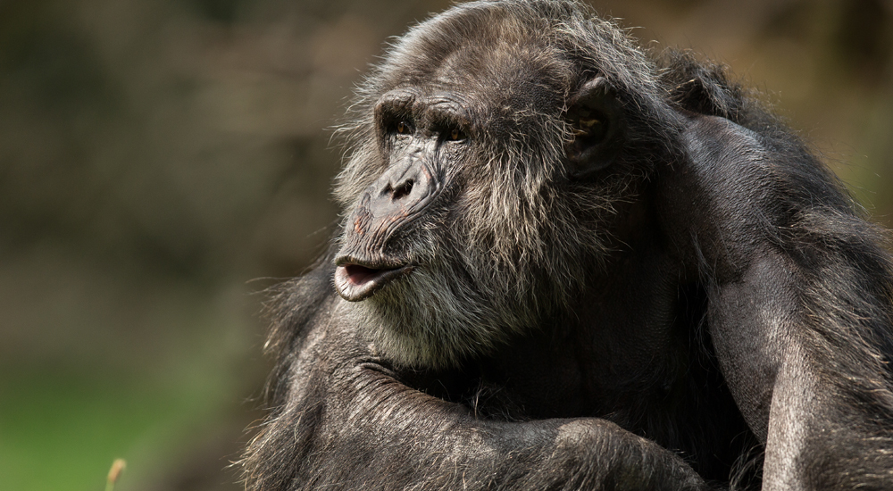 Chimpansee
