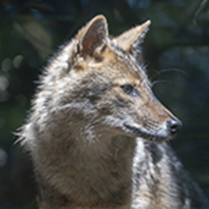 Vertrek goudjakhalzen