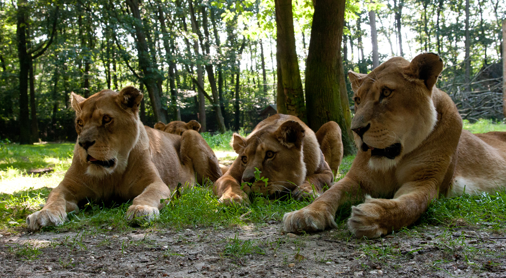 De Leeuwenkuil | Burgers' Zoo in Arnhem