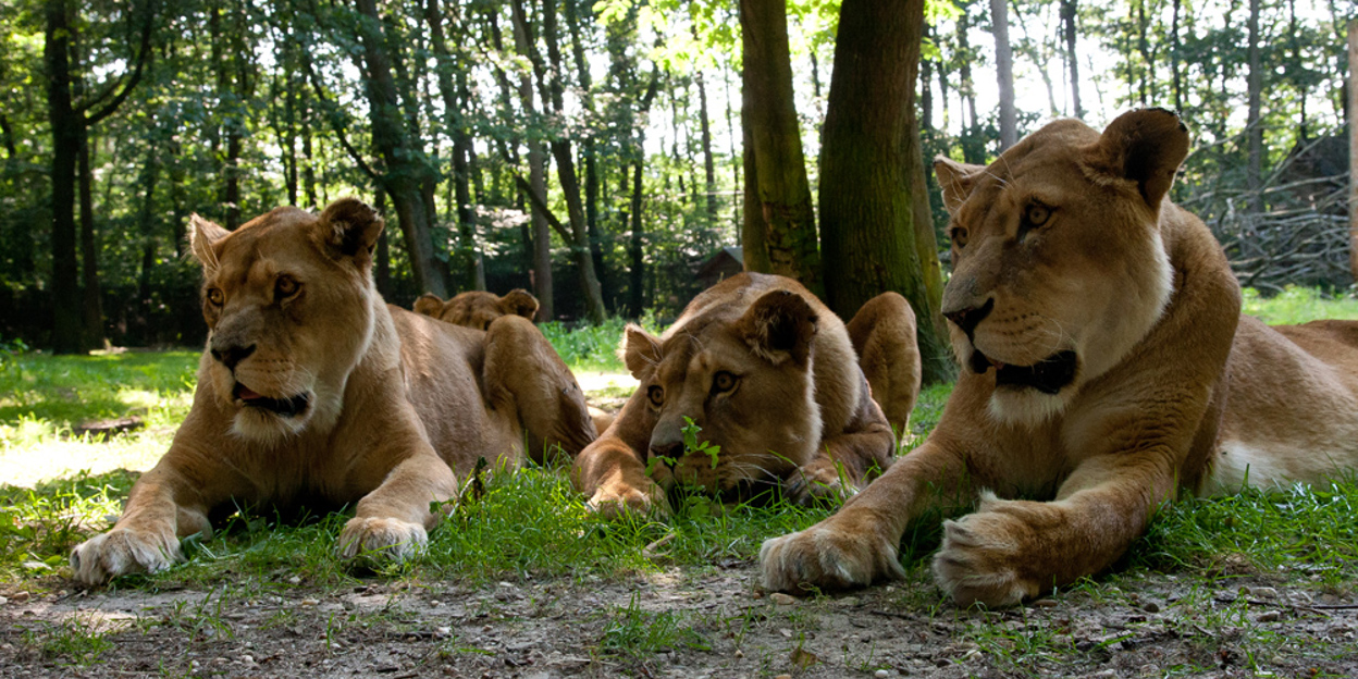 De Leeuwenkuil | Burgers' Zoo in Arnhem
