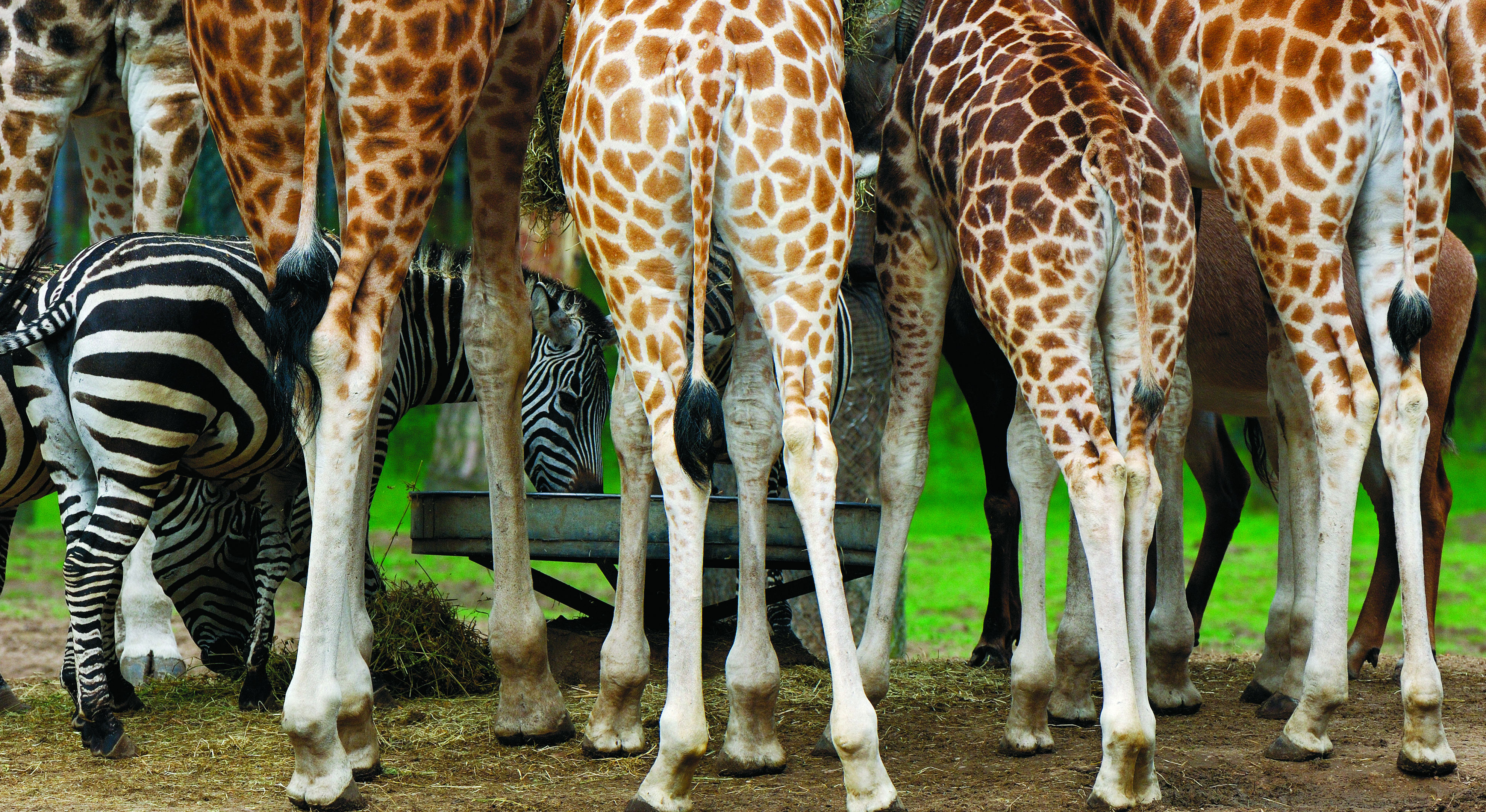 Jarige dieren trakteren! | Burgers' Zoo in Arnhem