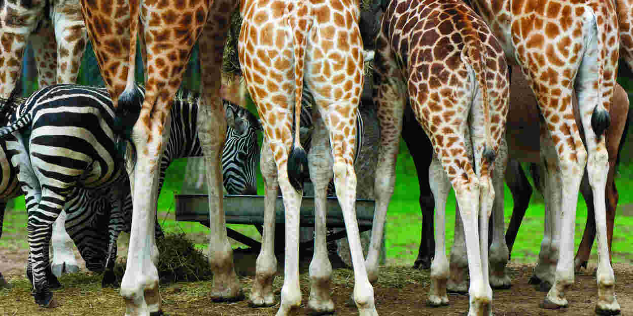 Jarige dieren trakteren!