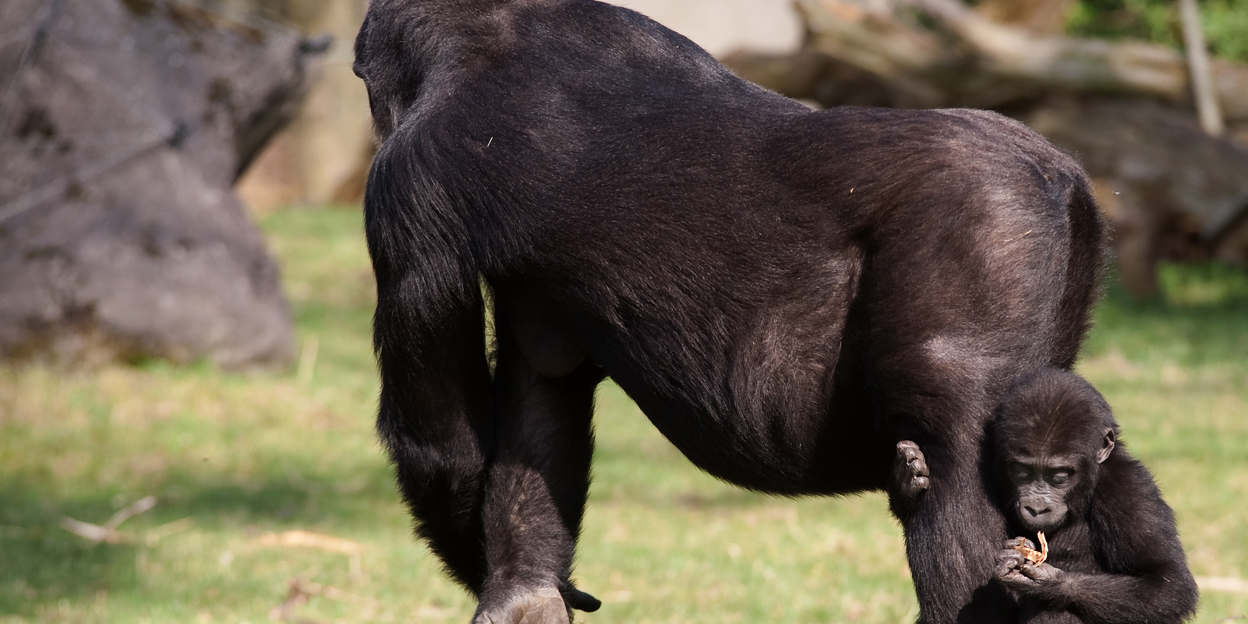 De kleine helpertjes