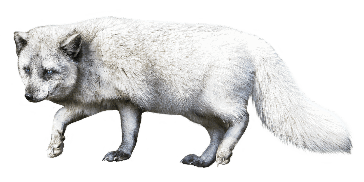 Poolvos (Vulpes lagopus)