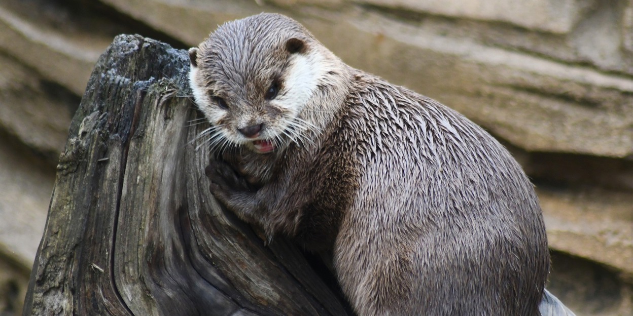 De otter terug in Nederland