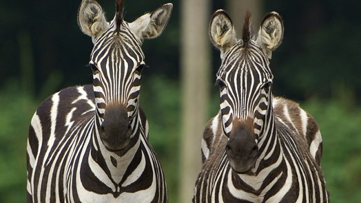 Bijzonder transport: zebra