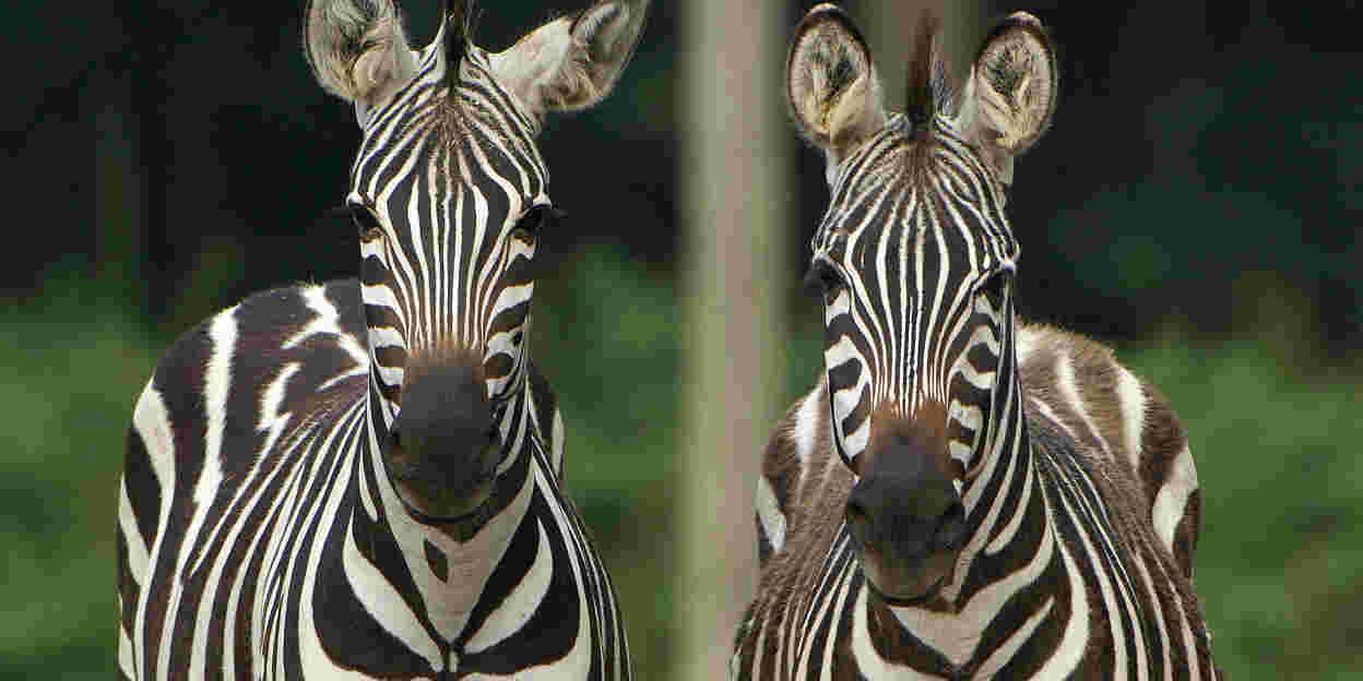 Bijzonder transport: zebra