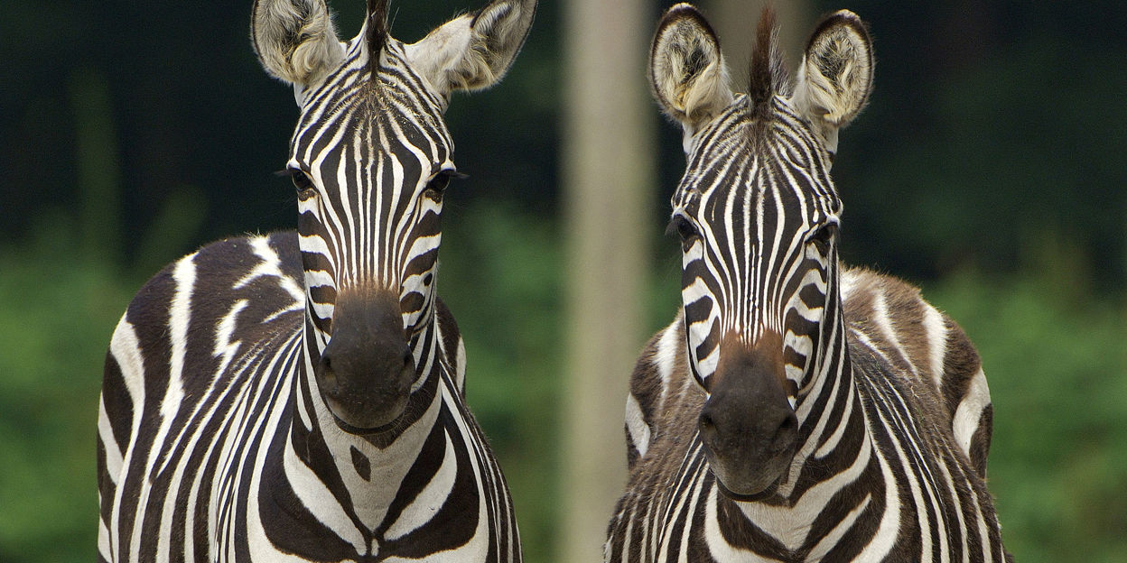 Bijzonder transport: zebra