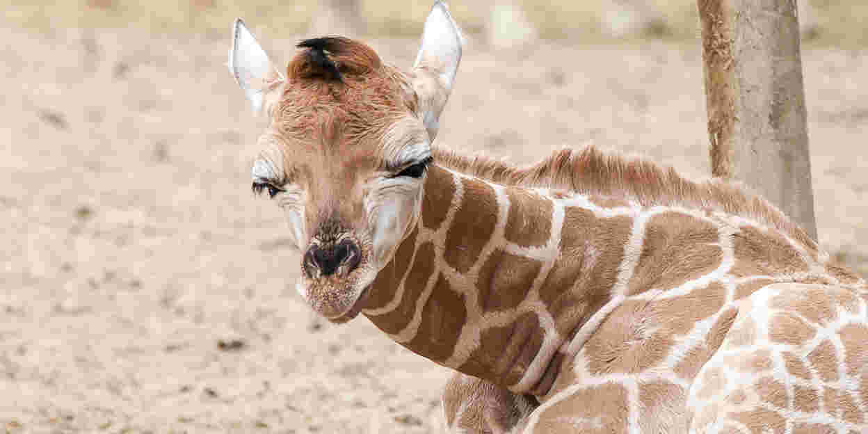 Nachtelijk gedrag van de giraffen