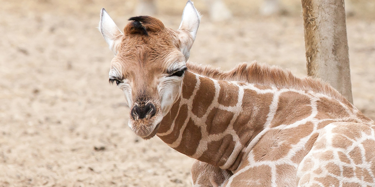 Nachtelijk gedrag van de giraffen