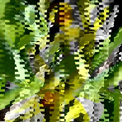 Plant-dier-relatie