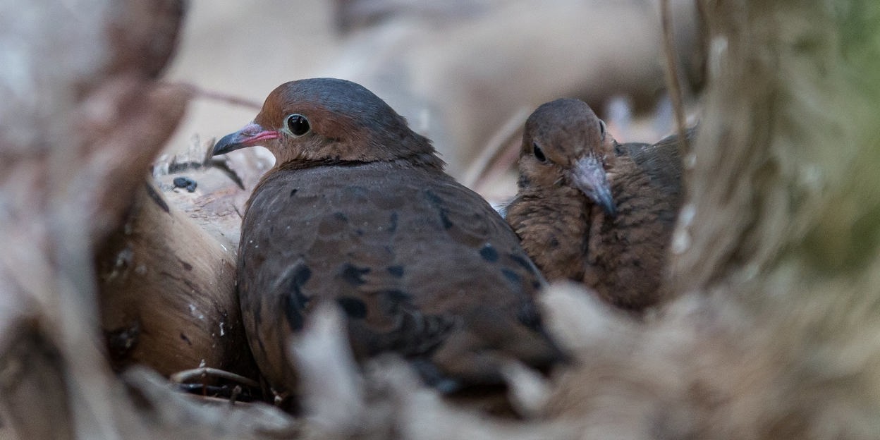 Vogelsprookje?