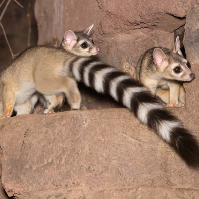 Bedreiging en bescherming