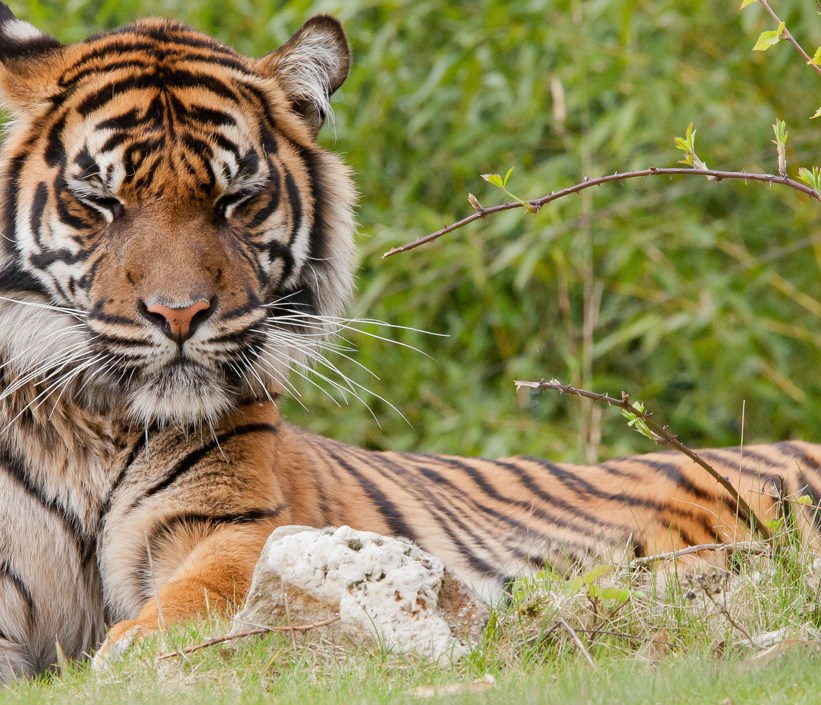 Tijger