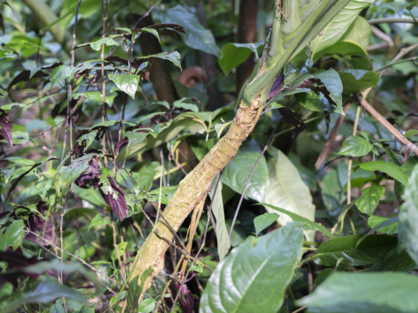 Bijzondere aanpassing aan de leefomgeving