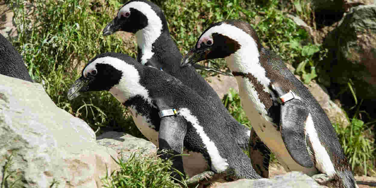 Vanaf 21 april 2018 rijdt de Veluwe Express naar Burgers' Zoo