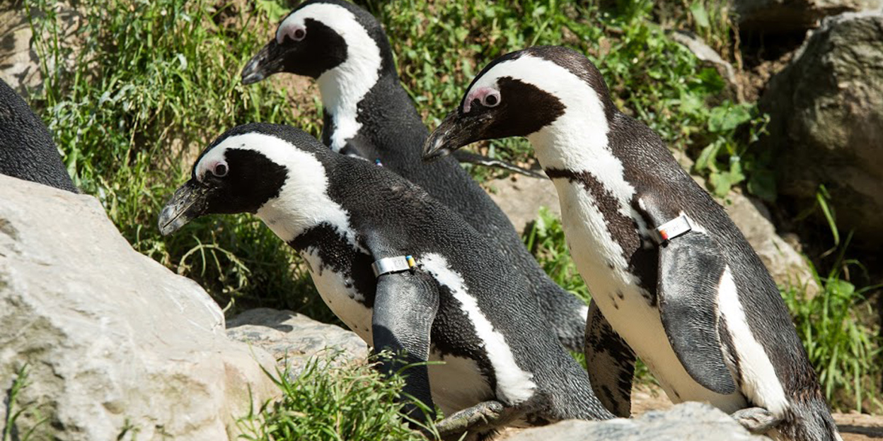 Vanaf 21 april 2018 rijdt de Veluwe Express naar Burgers' Zoo