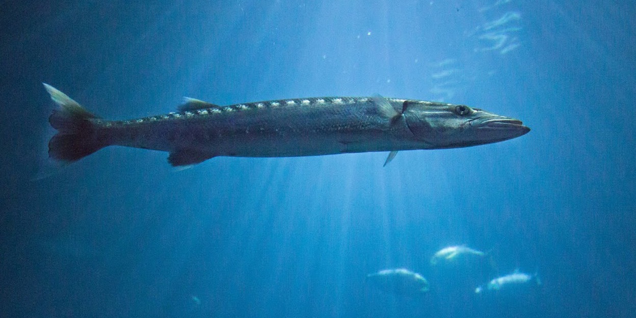 Barracuda