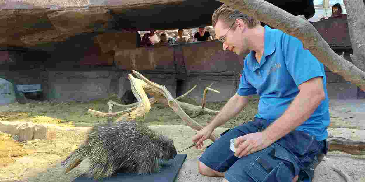 Remco verzorgt Noord-Amerikaanse boomstekelvarkens