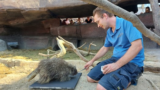 Remco verzorgt Noord-Amerikaanse boomstekelvarkens