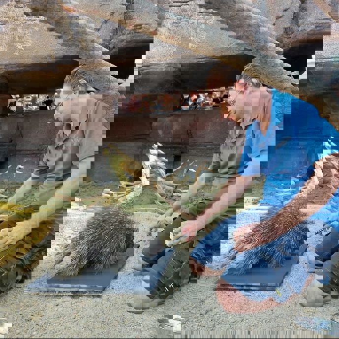 Remco verzorgt Noord-Amerikaanse boomstekelvarkens