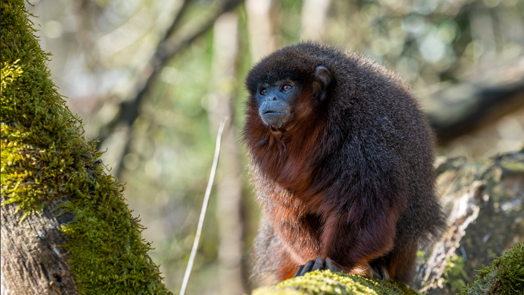 Burgers' Zoo laat apen los in de Mangrove