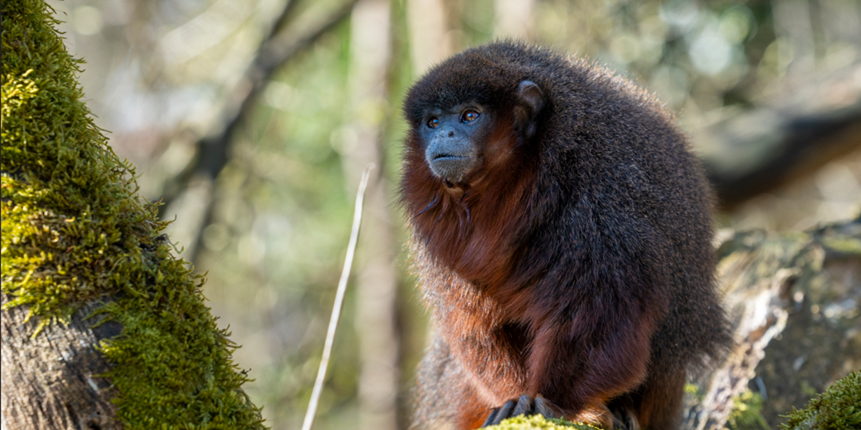 Burgers' Zoo laat apen los in de Mangrove