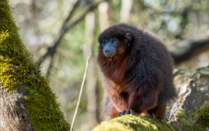 Burgers' Zoo laat apen los in de Mangrove