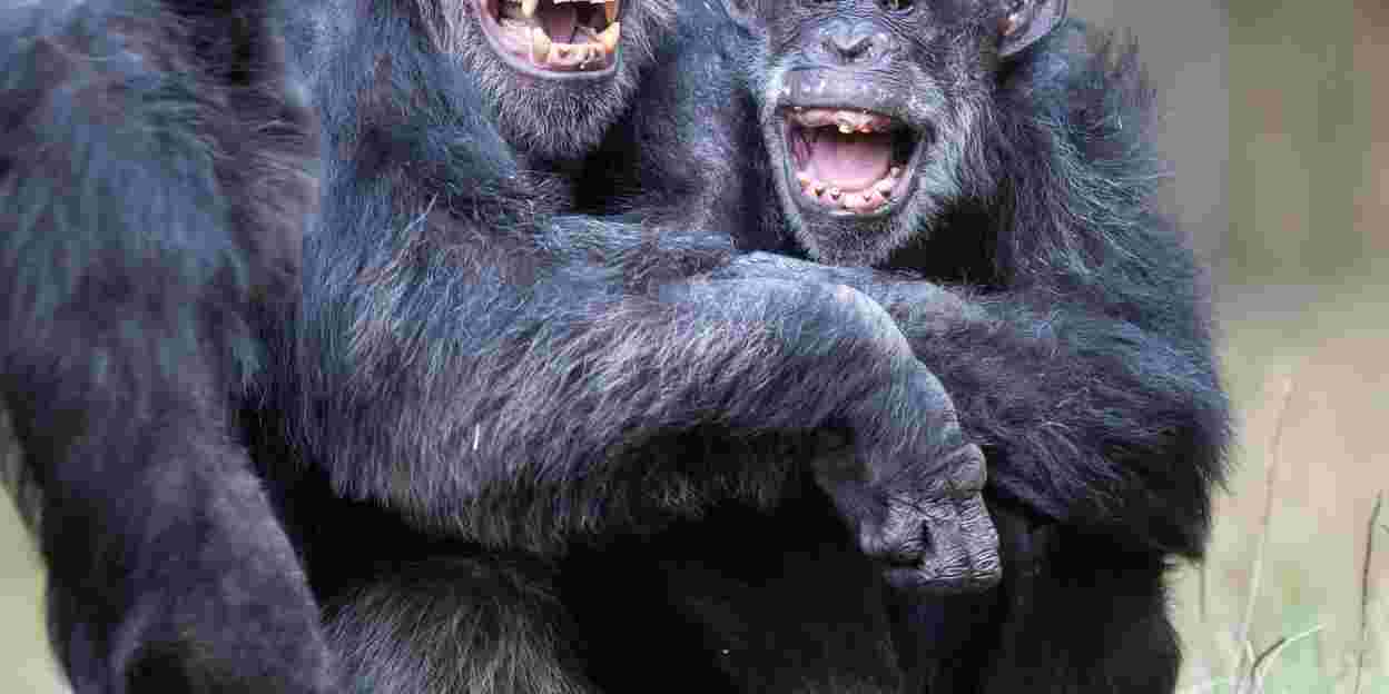Gorilla's op reis
