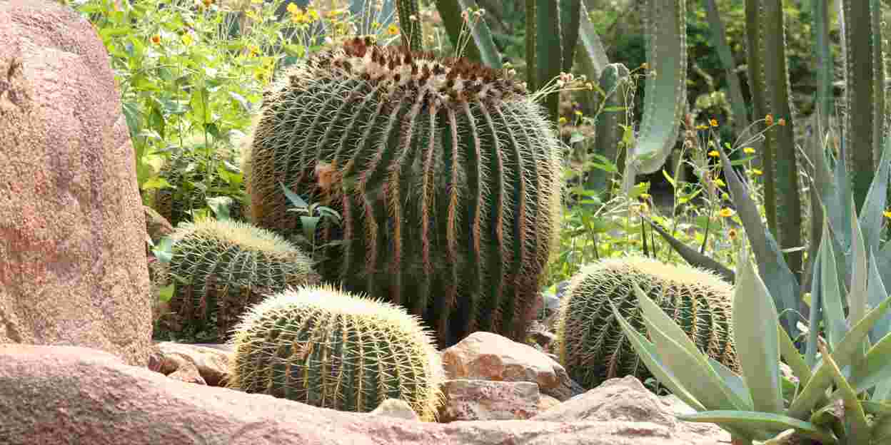 Kleur en Fleur in de Desert