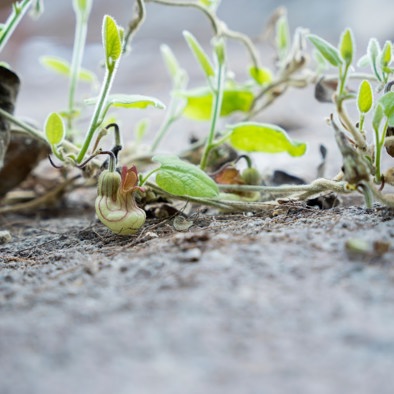 Bedreiging & bescherming