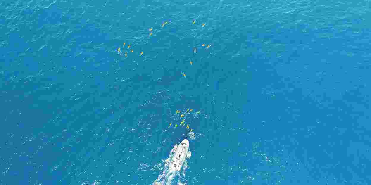 Hoe dolfijnen reageren op verstoring door boten 