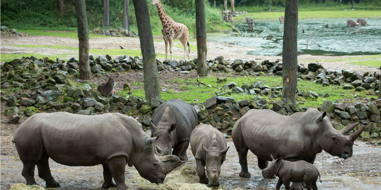 Slaagt jonge neushoorn voor inburgeringscursus?
