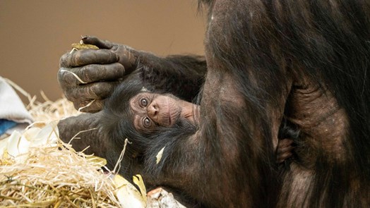 Razendsnel nageslacht voor Deense chimpansee 