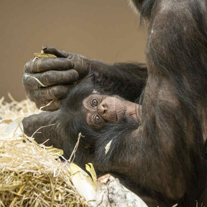 Razendsnel nageslacht voor Deense chimpansee