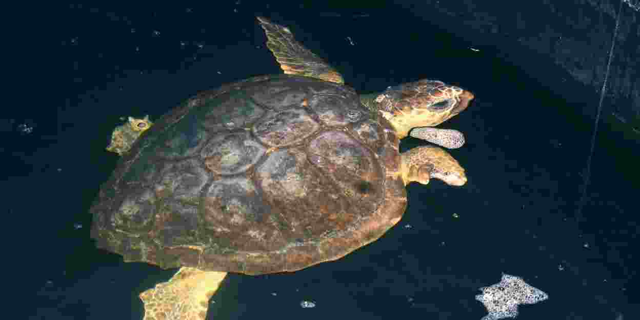 Zeeschildpad gestrand