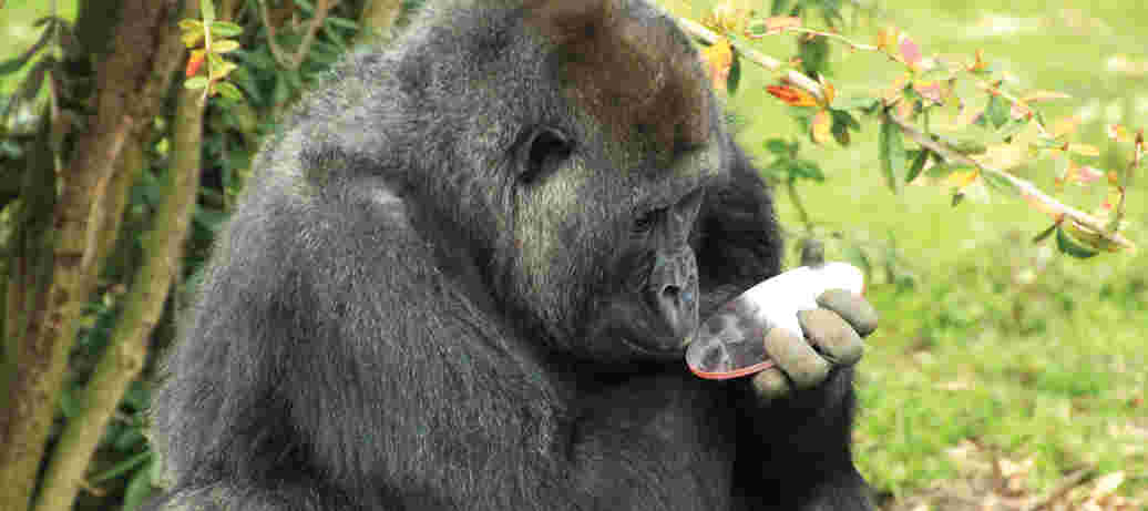 Fototentoonstelling ‘Onderzoek in Burgers’ Zoo’