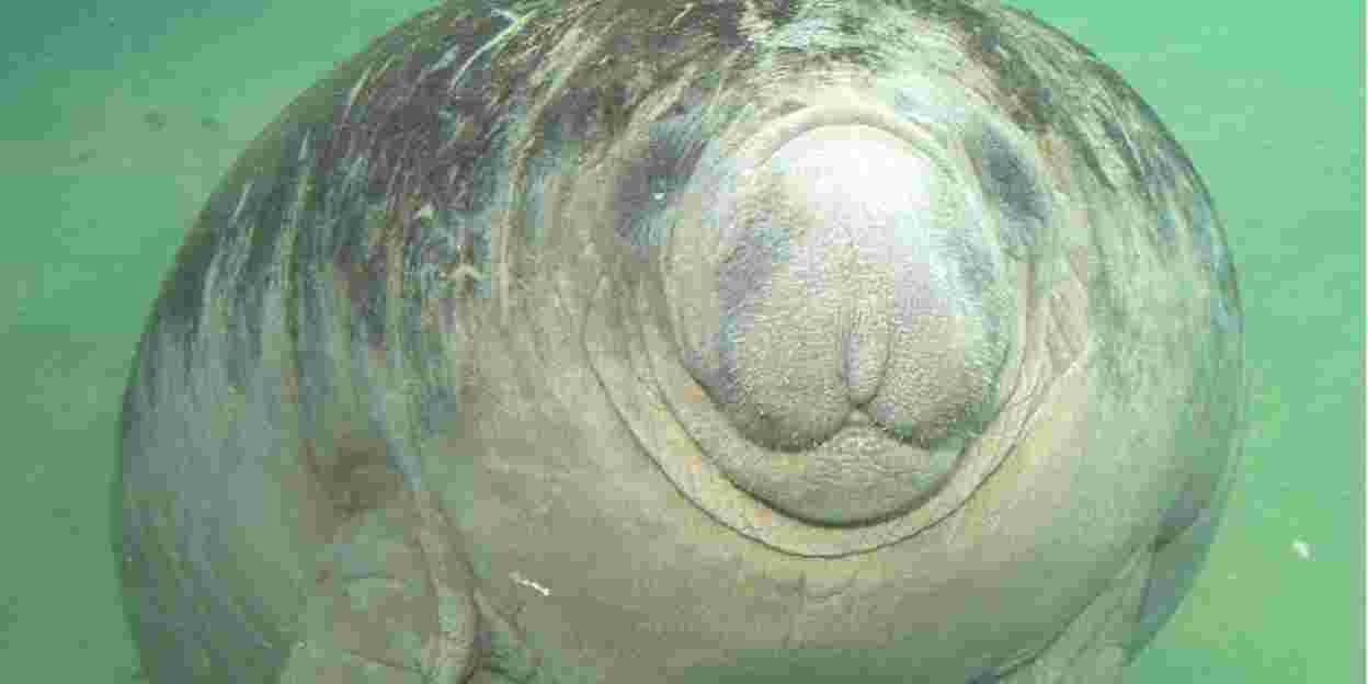 Caribische zeekoe gestorven