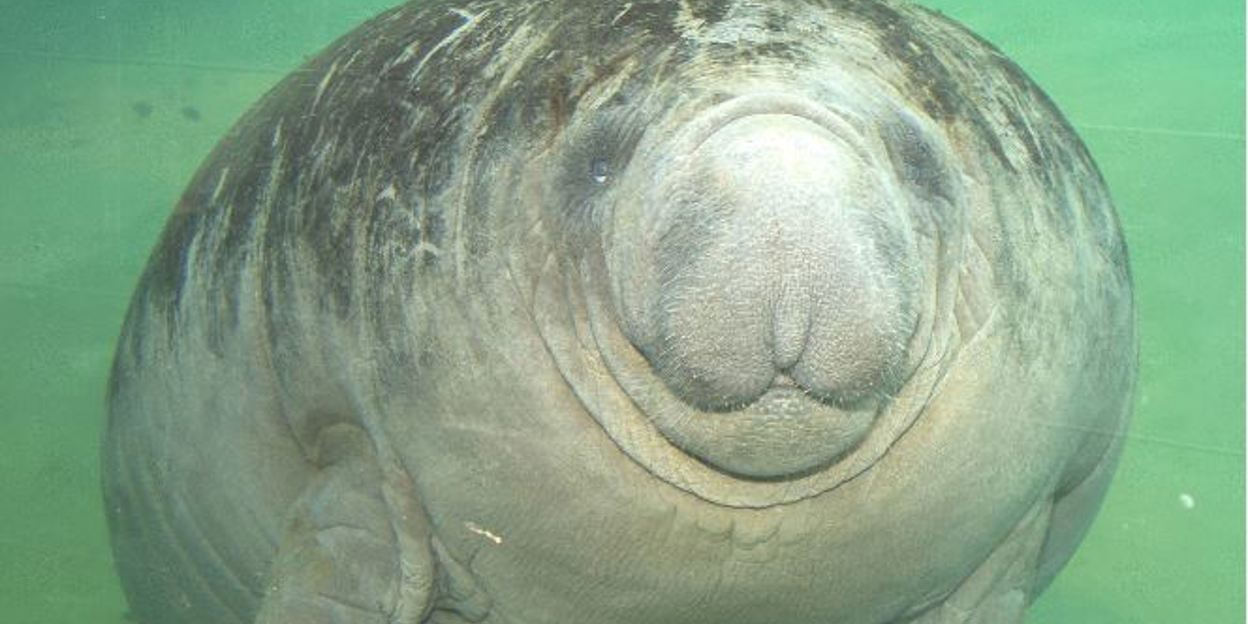 Caribische zeekoe gestorven