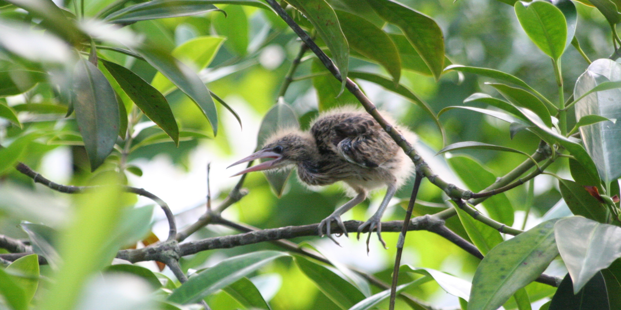 Meerdere aapjes in de mangrove