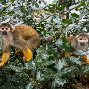 Peruaans doodshoofdaapje