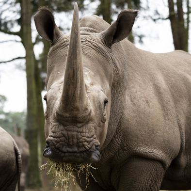 Bedreiging en bescherming