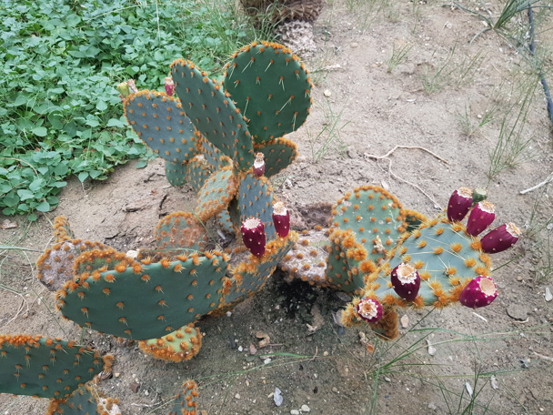 Bijzondere aanpassing aan de leefomgeving