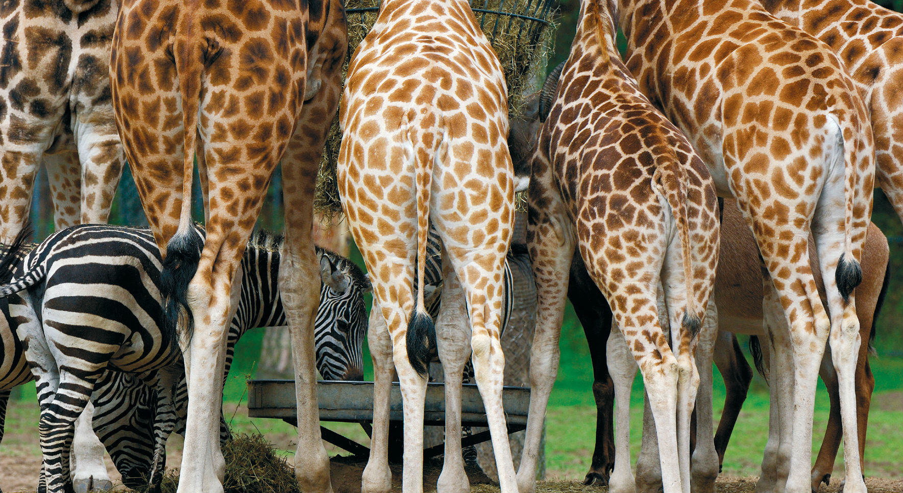 Rondleidingen | Burgers' Zoo in Arnhem