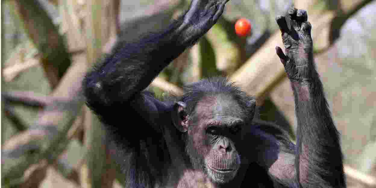 De observatieruimte: over het gedrag van chimpansees (2)